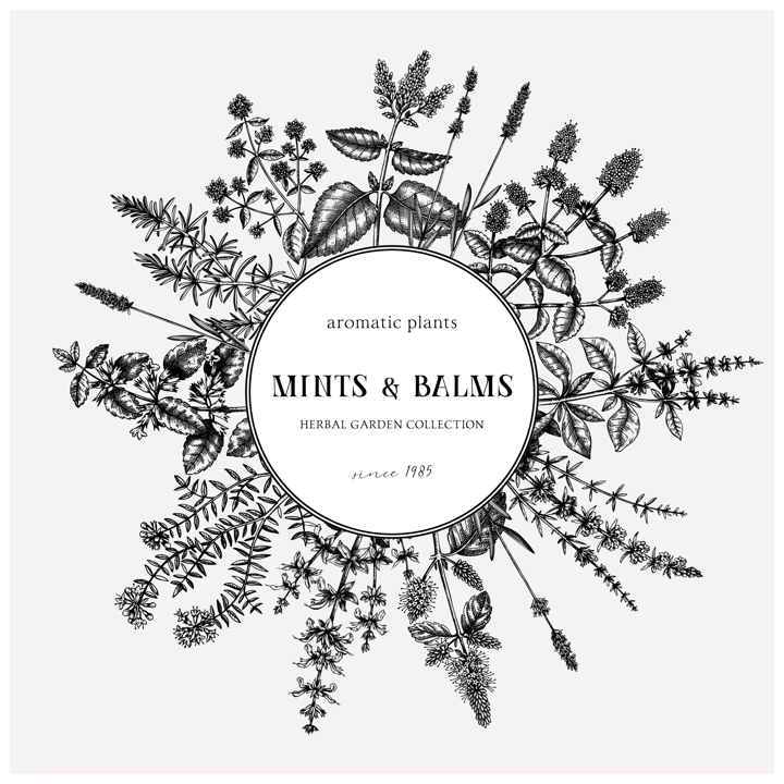 Mint plants wreath. Summer herbs retro design. Hand sketched aromatic and medicinal herbs background. Herbal tea ingredients. Mints in vintage style. For cosmetics and perfumery